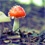 Fungi and Mushroom Photography Tips
